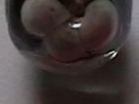 lampwork