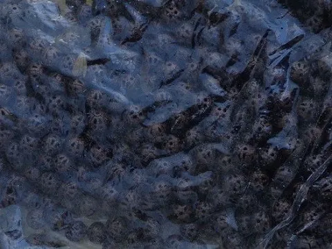бусина 8мм укр