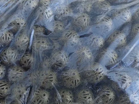 бусина 12мм укр