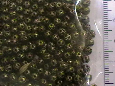 бусины укр