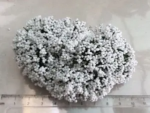 Тичинка