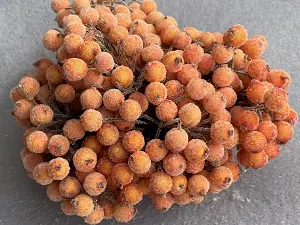 Цукрові ягідки калини