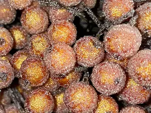 Цукрові ягідки калини